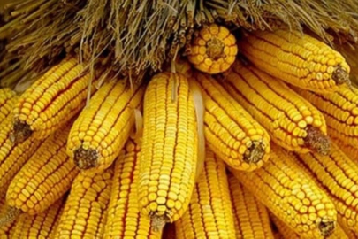 Mısır ithalatında yeni dönem... 1 milyon ton için Gümrük Vergisi sıfırlandı