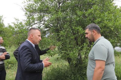 Muğla'da zirai donun yaraları sarıldı