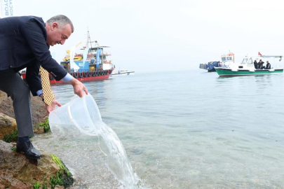 İzmit Körfezi’nde ekosisteme destek! 6 bin balık körfezle buluştu