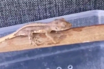 Burdur'da yasaklı yaban hayvanları ele geçirildi