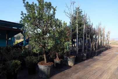 Kocaeli'de torf üretimi ile 50 milyon lira tasarruf sağlanıyor