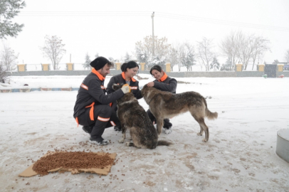 Diyarbakır'da sokak hayvanlarına 50 noktada mama desteği