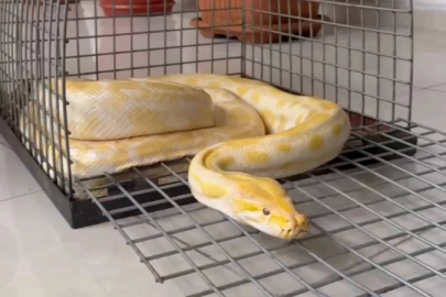 Denizli'de AVM'de sergilenen pitona el konuldu