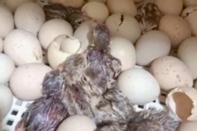 Kırılan her kabuk doğaya nefes oluyor