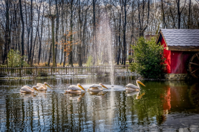 Kocaeli'de Ormanya ve Kuzuyayla ziyaretçilere hazır