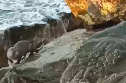 Düzce Akçakoca’da su samuru görüntülendi